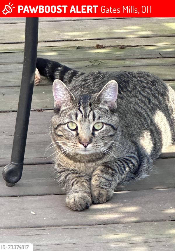 Lost Male Cat last seen County line road and Mulberry, Gates Mills, OH 44040