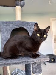 Lost Female Cat last seen US Hwy 421, Boone, NC 28607