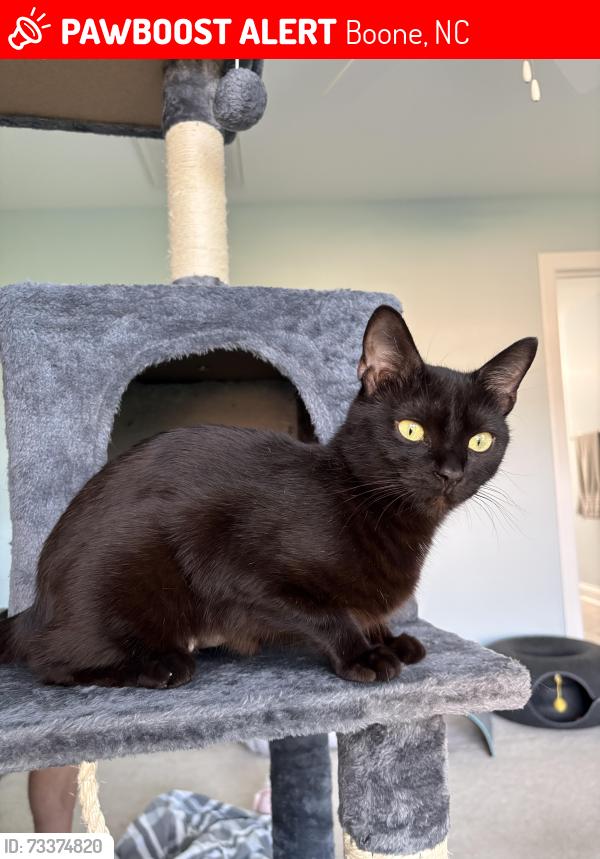 Lost Female Cat last seen US Hwy 421, Boone, NC 28607