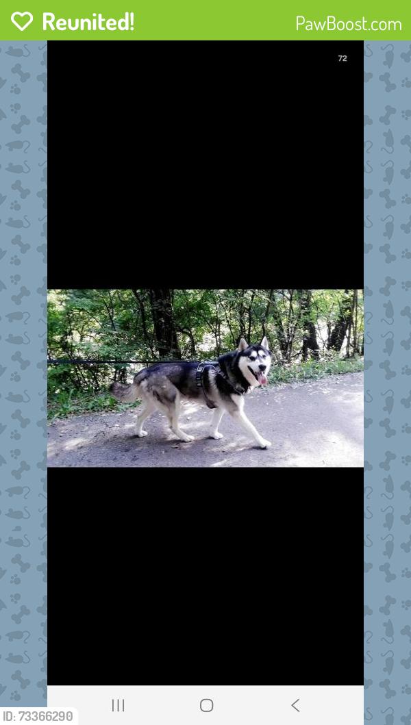 Reunited Male Dog last seen Harlem Ave, Toyota Park, Chicago, IL 60638