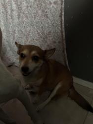 Lost Female Dog last seen by the fountain park, Edinburg, TX 78541