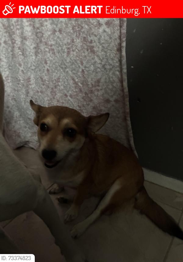 Lost Female Dog last seen by the fountain park, Edinburg, TX 78541