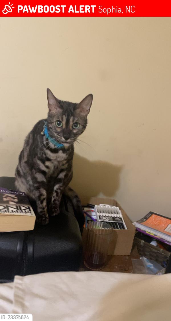 Lost Female Cat last seen Island Ford, Sophia, NC 27350