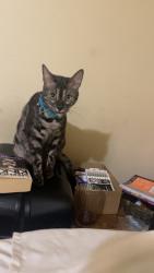Lost Female Cat last seen Island Ford, Sophia, NC 27350