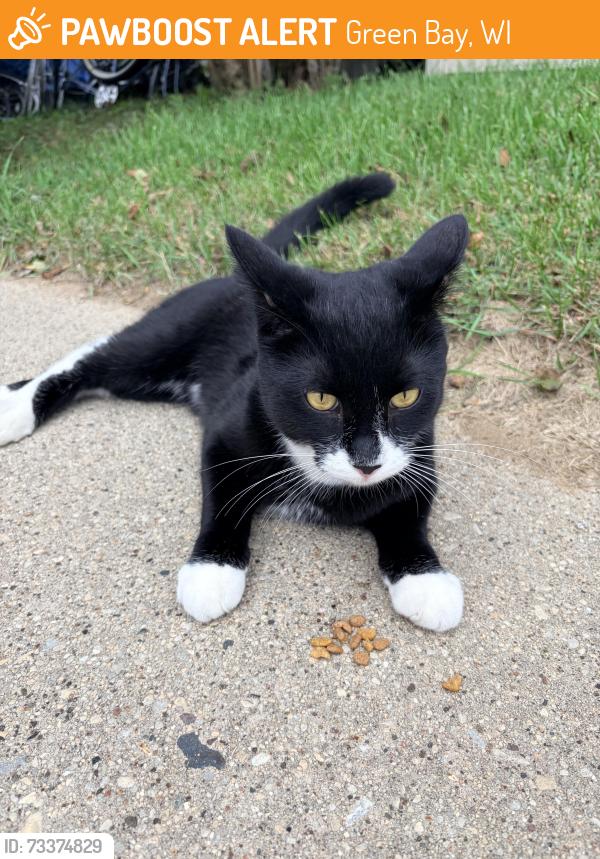 Found/Stray Unknown Cat last seen Henry and Farlin, Green Bay, WI 54302