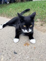 Found/Stray Unknown Cat last seen Henry and Farlin, Green Bay, WI 54302