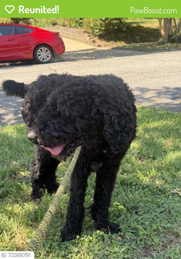 Reunited Male Dog last seen S Tremont Dr and Wright Ave, Greensboro, NC 27403