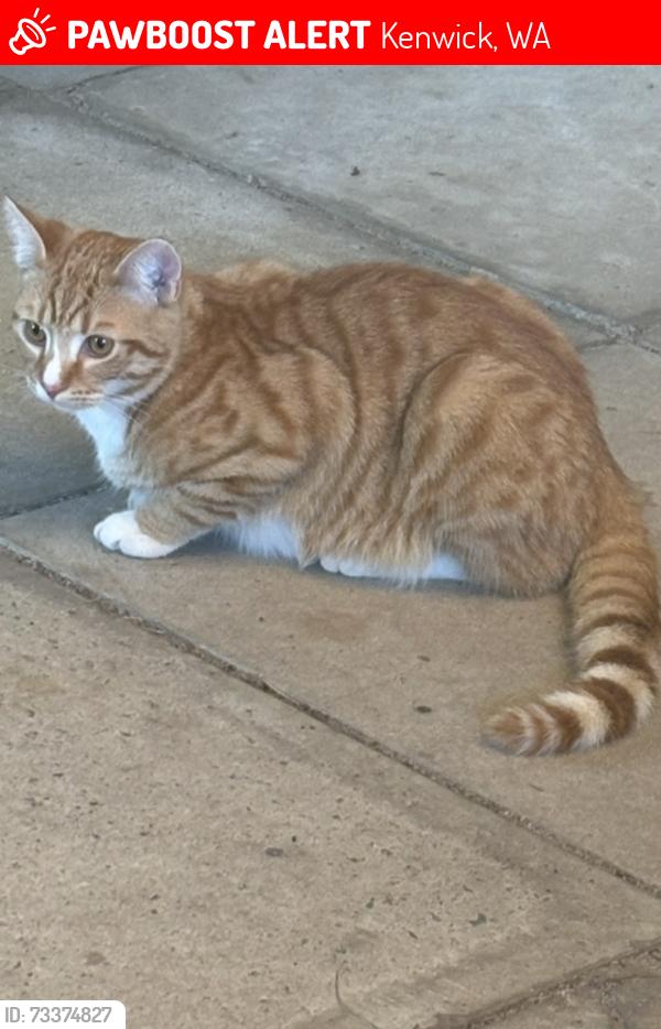Lost Male Cat last seen Brixton and Wanaping Rd, Kenwick, WA 6107