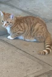 Lost Male Cat last seen Brixton and Wanaping Rd, Kenwick, WA 6107