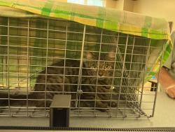 Shelter Stray Unknown Cat last seen Bertrum Court, VIRGINIA BEACH, VA, 23451, 341 S Birdneck Rd, Virginia Beach, VA 23451, USA