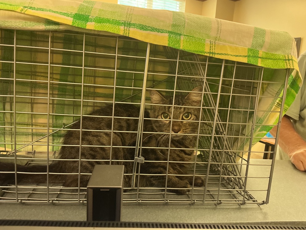 Shelter Stray Unknown Cat last seen Bertrum Court, VIRGINIA BEACH, VA, 23451, 341 S Birdneck Rd, Virginia Beach, VA 23451, USA