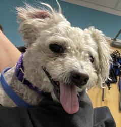 Shelter Stray Male Dog last seen Near W Bernardo Drive, San Diego, CA, 92127, Escondido, CA 92027, USA