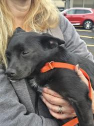 Found/Stray Male Dog last seen Westlake Ave / Highland dr, Seattle, WA 98109