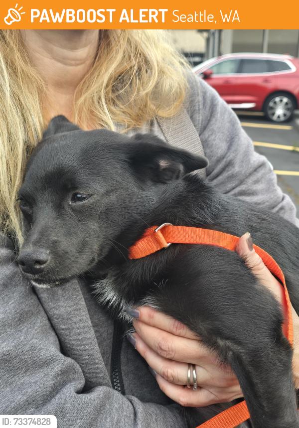 Found/Stray Male Dog last seen Westlake Ave / Highland dr, Seattle, WA 98109