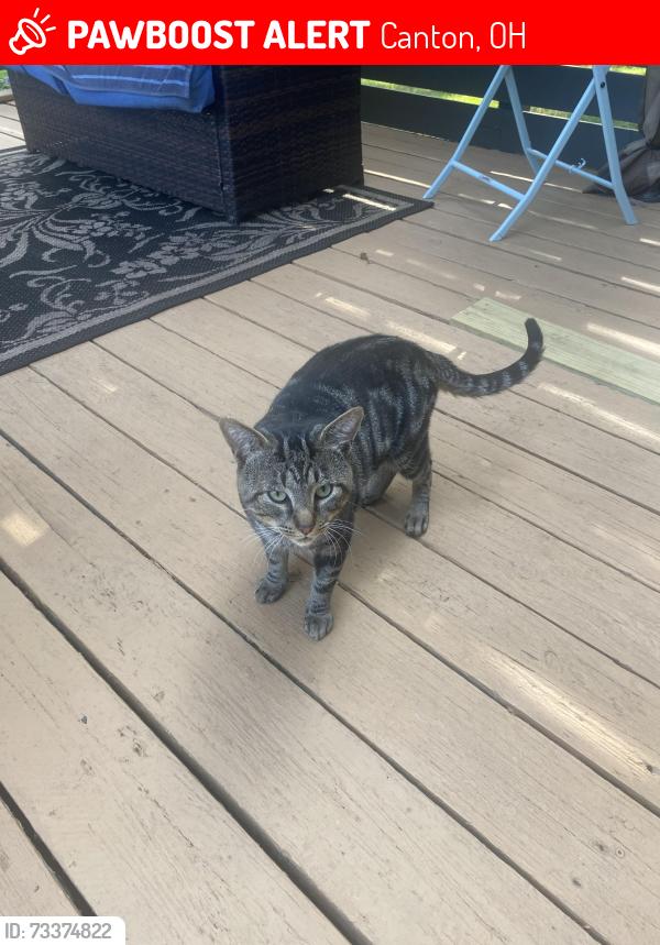 Lost Male Cat last seen Canton south high school, Canton, OH 44707