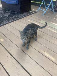 Lost Male Cat last seen Canton south high school, Canton, OH 44707