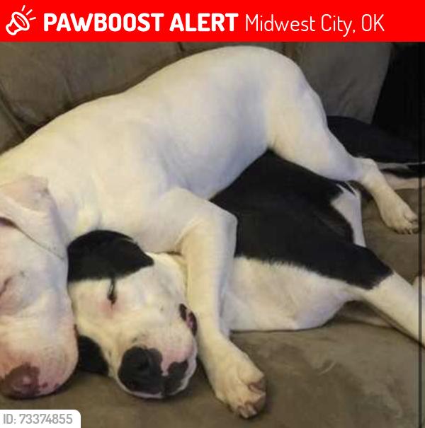 Lost Male Dog last seen Locust and Woodside, Midwest City, OK 73110