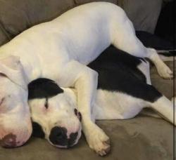 Lost Male Dog last seen Locust and Woodside, Midwest City, OK 73110