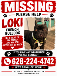 Reunited Male Dog last seen Lycett circle, Daly City, CA 94015