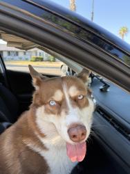 Reunited Female Dog last seen Lassen & Corbin, Los Angeles, CA 91311
