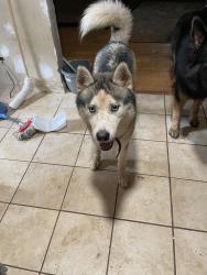Found/Stray Male Dog last seen Cobb parkway at O’Reilly, Marietta, GA 30060