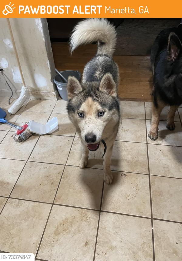 Found/Stray Male Dog last seen Cobb parkway at O’Reilly, Marietta, GA 30060