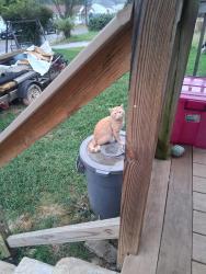 Found/Stray Male Dog last seen Bowles dr, Rocky Mount, VA 24151