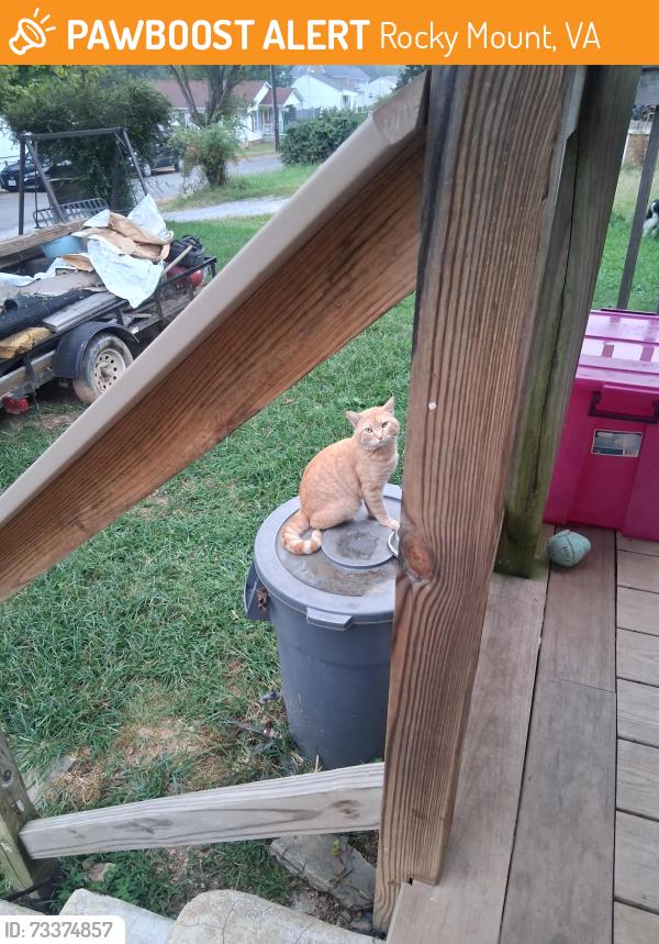 Found/Stray Male Dog last seen Bowles dr, Rocky Mount, VA 24151