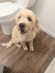 Found/Stray Male Dog last seen By bingo, Duncanville, TX 75137