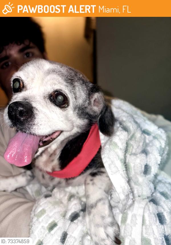 Found/Stray Female Dog last seen Near Ave and NW 9 Lane, Miami, FL 33182