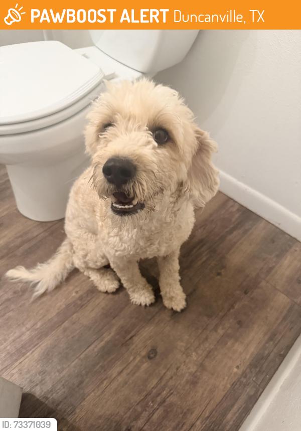Found/Stray Male Dog last seen By bingo, Duncanville, TX 75137
