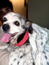 Found/Stray Female Dog last seen Near Ave and NW 9 Lane, Miami, FL 33182