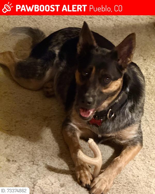 Lost Female Dog last seen Near Eagle Ranch Rd, Pueblo, CO 81004