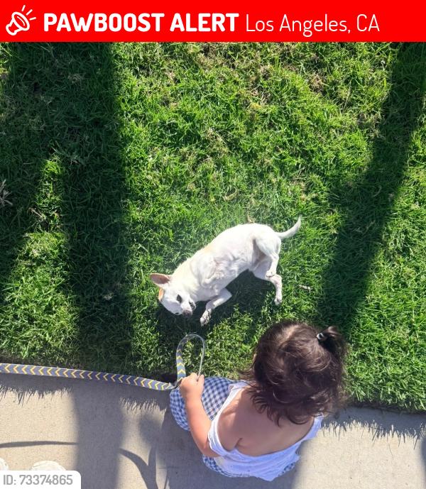Lost Male Dog last seen Devonshire st and granada hills high school, Los Angeles, CA 91344