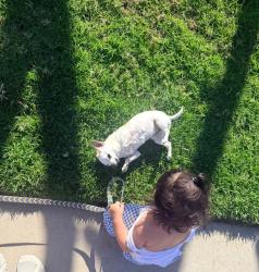 Lost Male Dog last seen Devonshire st and granada hills high school, Los Angeles, CA 91344