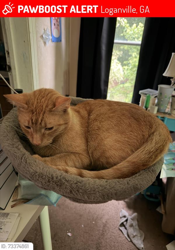 Lost Male Cat last seen Near Greenhill Way, Loganville, Ga and Park St, Loganville, Loganville, GA 30052