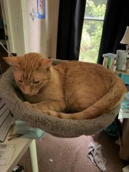 Lost Male Cat last seen Near Greenhill Way, Loganville, Ga and Park St, Loganville, Loganville, GA 30052