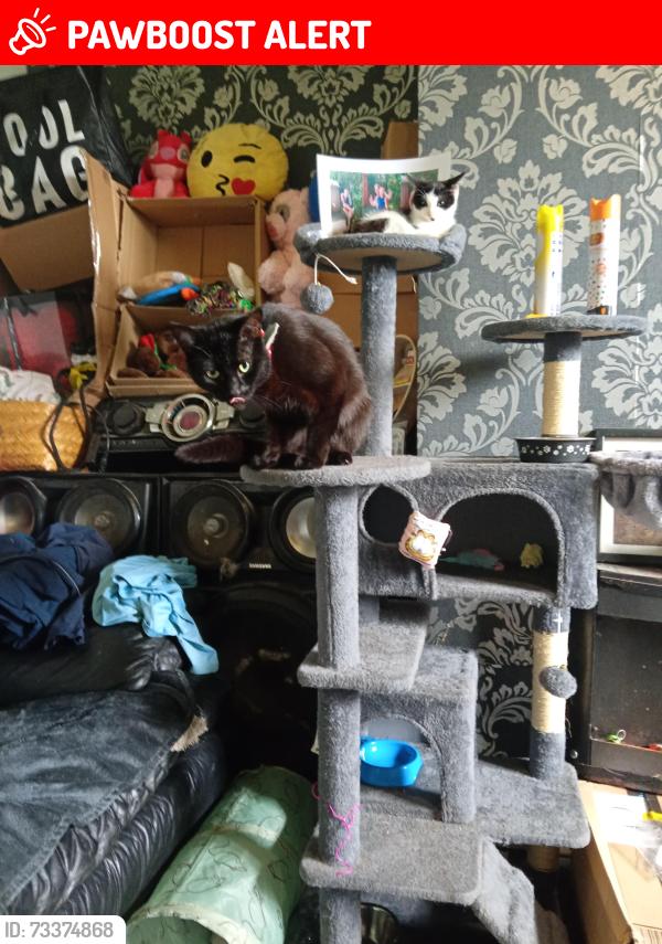 Lost Male Cat last seen Lidl, Blackpool, England FY1 5LR