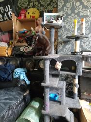 Lost Male Cat last seen Lidl, Blackpool, England FY1 5LR