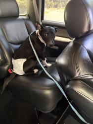 Reunited Female Dog last seen Walter j Mitchell area, La Plata, MD 20646