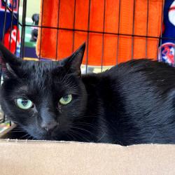 Shelter Stray Male Cat last seen , Animal Care & Control Team of Philly, 111 W Hunting Park Ave, Philadelphia, PA 19140, USA