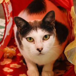 Shelter Stray Male Cat last seen , 3607 N Armenia Ave, Tampa, FL 33607, USA