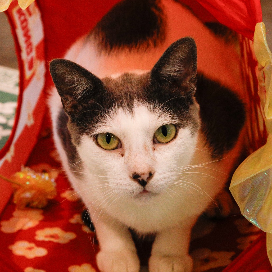 Shelter Stray Male Cat last seen , 3607 N Armenia Ave, Tampa, FL 33607, USA