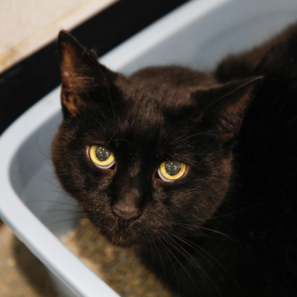 Shelter Stray Male Cat last seen , 3607 N Armenia Ave, Tampa, FL 33607, USA