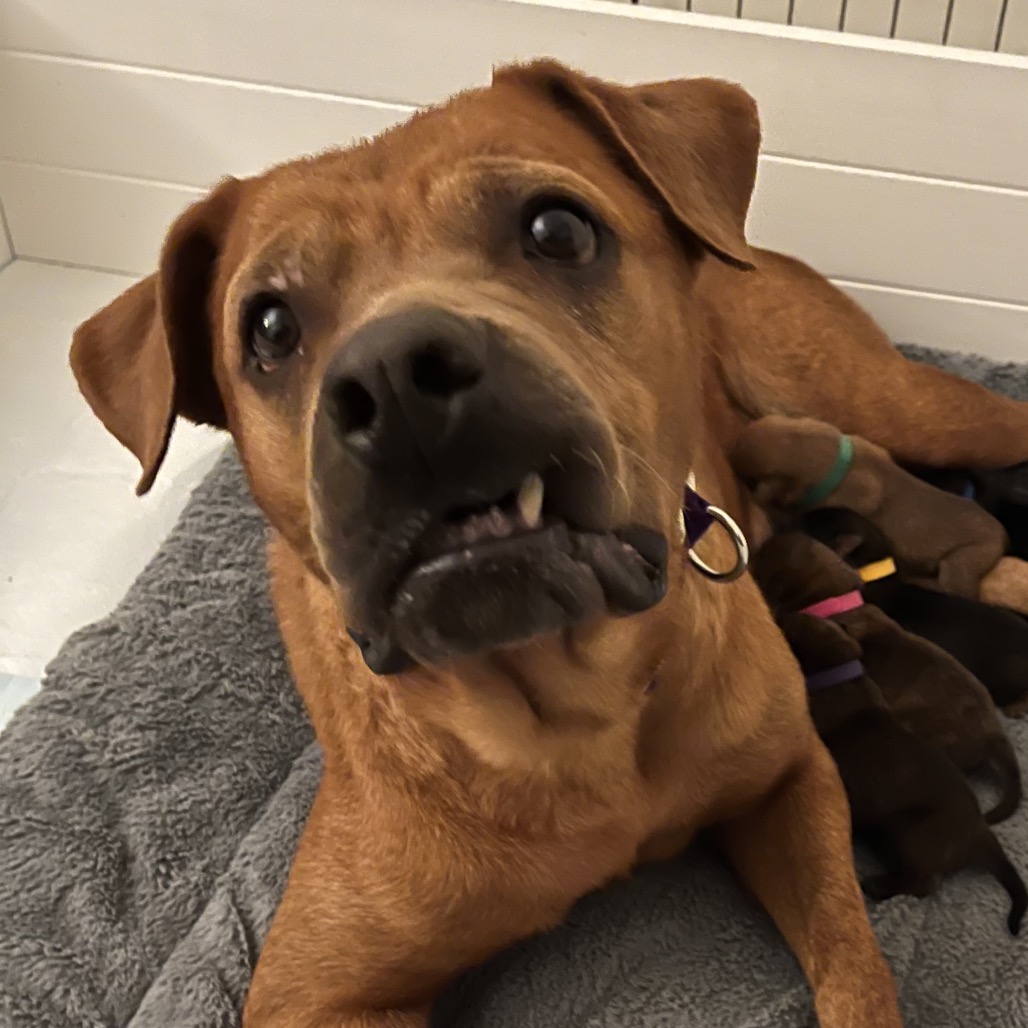 Shelter Stray Female Dog last seen , 3612 11th Ave, Los Angeles, CA 90018, USA