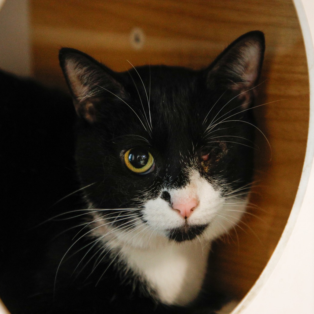 Shelter Stray Female Cat last seen , 3607 N Armenia Ave, Tampa, FL 33607, USA