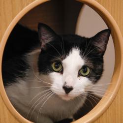 Shelter Stray Male Cat last seen , 3607 N Armenia Ave, Tampa, FL 33607, USA