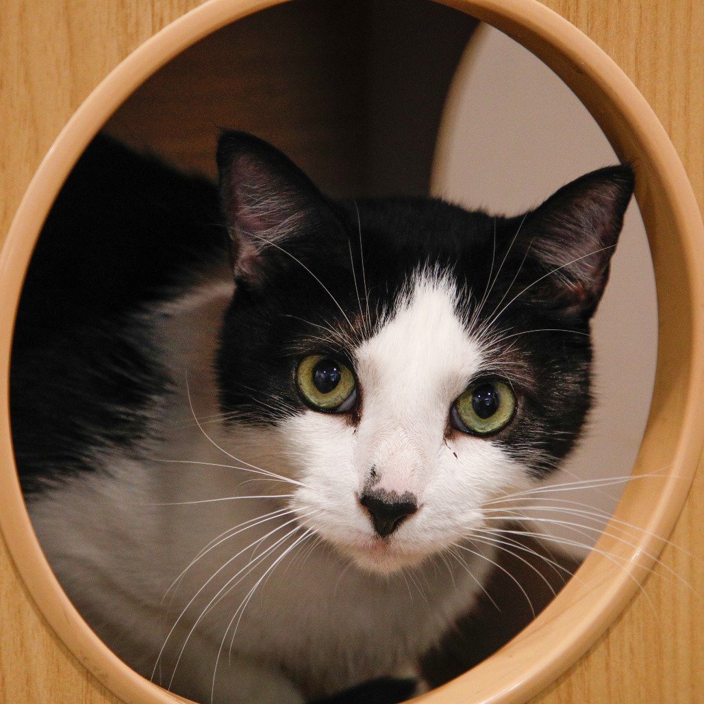 Shelter Stray Male Cat last seen , 3607 N Armenia Ave, Tampa, FL 33607, USA