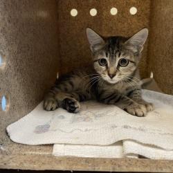 Shelter Stray Unknown Cat last seen , 361 S Raymond Ave, Pasadena, CA 91105, USA