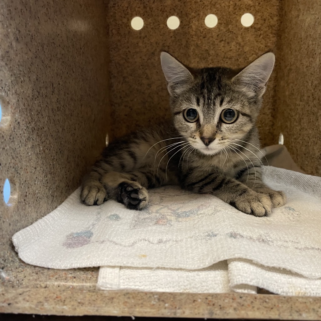 Shelter Stray Unknown Cat last seen , 361 S Raymond Ave, Pasadena, CA 91105, USA